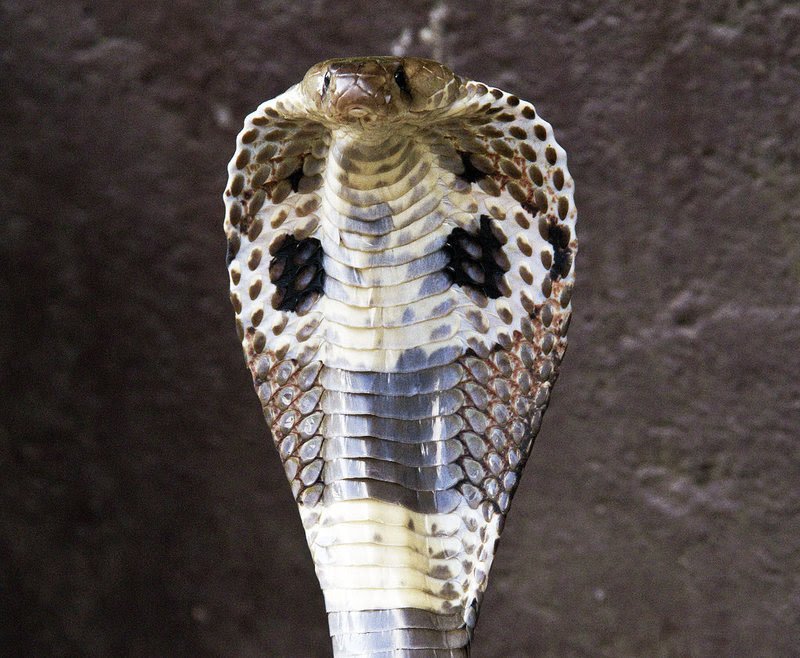 Hooded Cobra